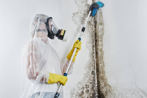 Best DIY Mold Remediation Support Services in Richgrove, CA