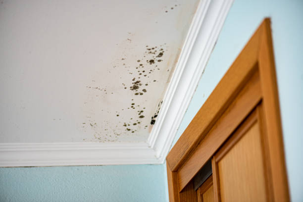 Best Kitchen Mold Remediation in Richgrove, CA